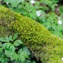 Moss